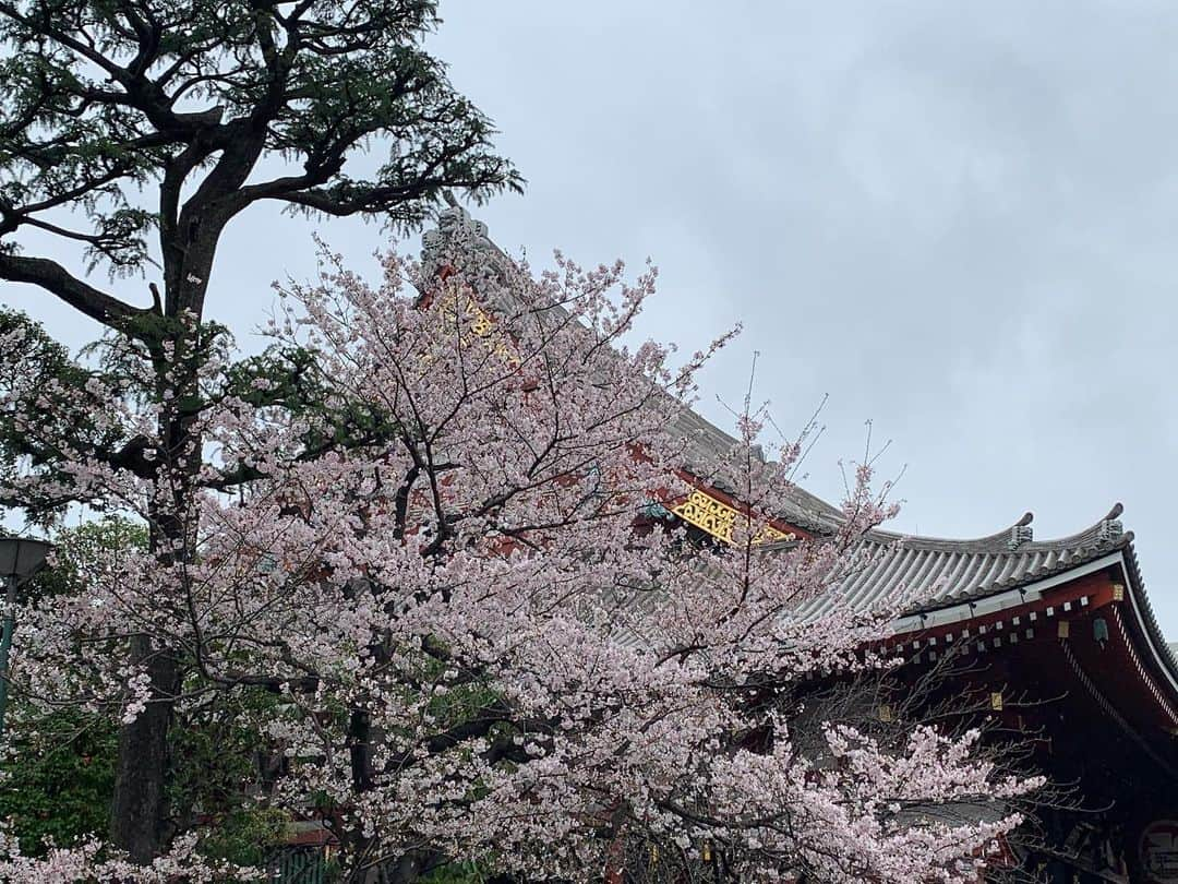 荒木巴のインスタグラム：「3月27.28.29日の定席、30日のスペシャル寄席と4日間に渡って、芸人の聖地「浅草フランス座演芸場東洋館」でマジック出演でした。 ご覧いただき、ありがとうございました。 春らしく、桜のマジックもいくつか🌸 浅草寺の桜がとても綺麗でした。  #浅草  #東洋館  #フランス座  #荒木巴  #マジシャン  #寄席  #演芸場 #浅草寺  #桜」