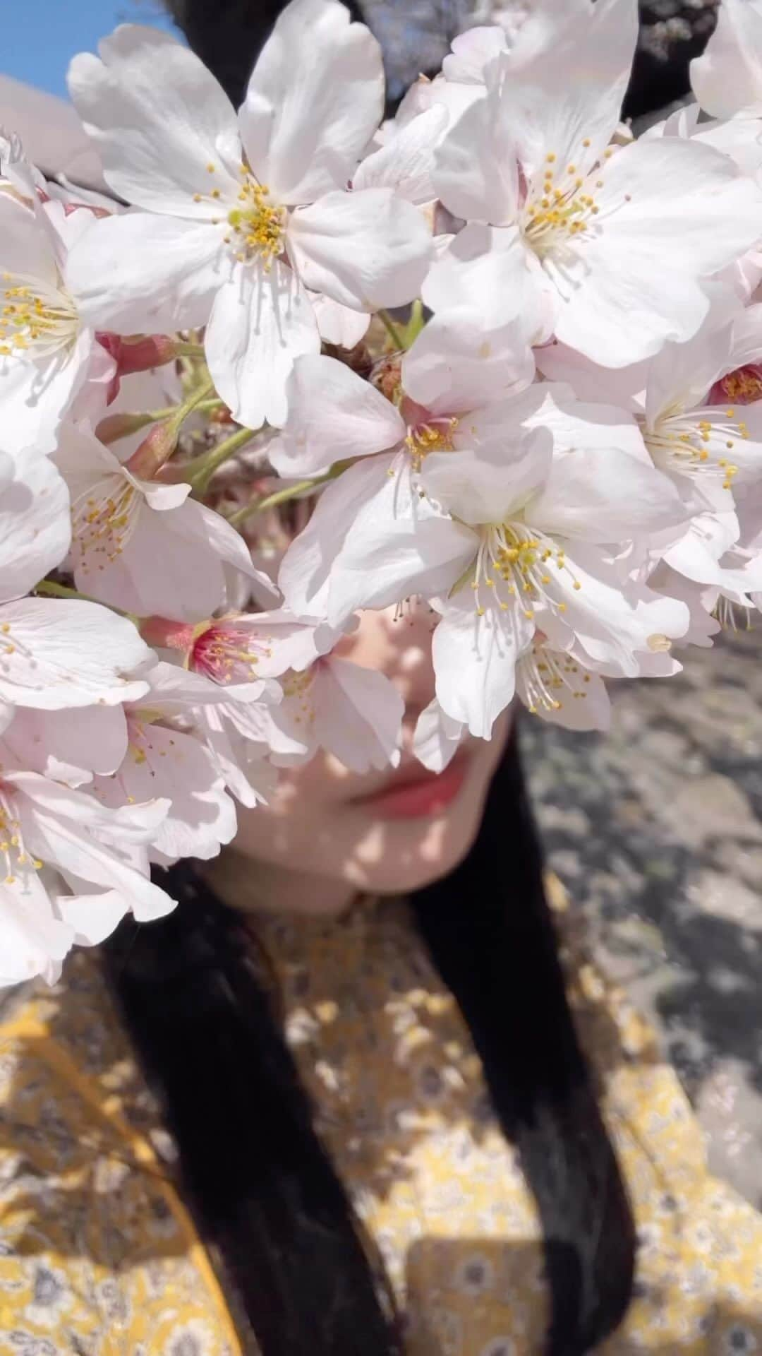 武居詩織のインスタグラム：「大好きな春の地元🌸  増水で流されてしまっていた菜の花たちもたくさん戻ってきていて、土手では青空と桜と菜の花のコントラストが美しかった。ずっと雲雀と鶯が鳴いていて、さながら天国のようだった。 そして濃密な香り。 菜の花を見かけることはあっても香りはすごく控えめなことが多いから、久しぶりに春の香りに貫かれた。 目も鼻も心も体全体で感じる全てが喜びに溢れていた。  何より人が少なくて周りを気にせずゆっくりと自然に溶け込めるところが好き。 時の流れ方も空間も人々の雰囲気も すべてがゆっくりとあたたかく 別の世界に行ったような心地になれた。  毎年綺麗だったけれど、今回今までの帰省では感じたことのない感覚になり、美しさを増しているのだなと思った。 菜の花も桜も鳥たちも以前よりもいきいきとしていて、そこにある世界の全てが煌めいていた。  旅で素晴らしい景色を見るのも大好きだけれど、それとは違うどこか安心する感覚。 菜の花は植えられているわけでもないから子供たちはその中で駆け回っている。 野花として自然にただそこにあるだけ。 とても綺麗だけれど、町の人にとってはいつもの散歩道。 そこにいる見知らぬ人たちとすれ違いざまに「綺麗ね」と一言二言会話を交わして、また離れ、各々その世界に浸る。 何だか全てがちょうどよかった。 ありのままの美しさが染み渡る。  『見たことがないはずなのにどこか懐かしいです』とメッセージをくれた方が居たけれど、確かに私は地元だけれどそうでなくてもそんな感覚になるかもしれないと思う景色だった。 もしかしたら誰しもの魂の原風景に繋がるような部分があるのかもしれないななんて思ったりしたのでした。」