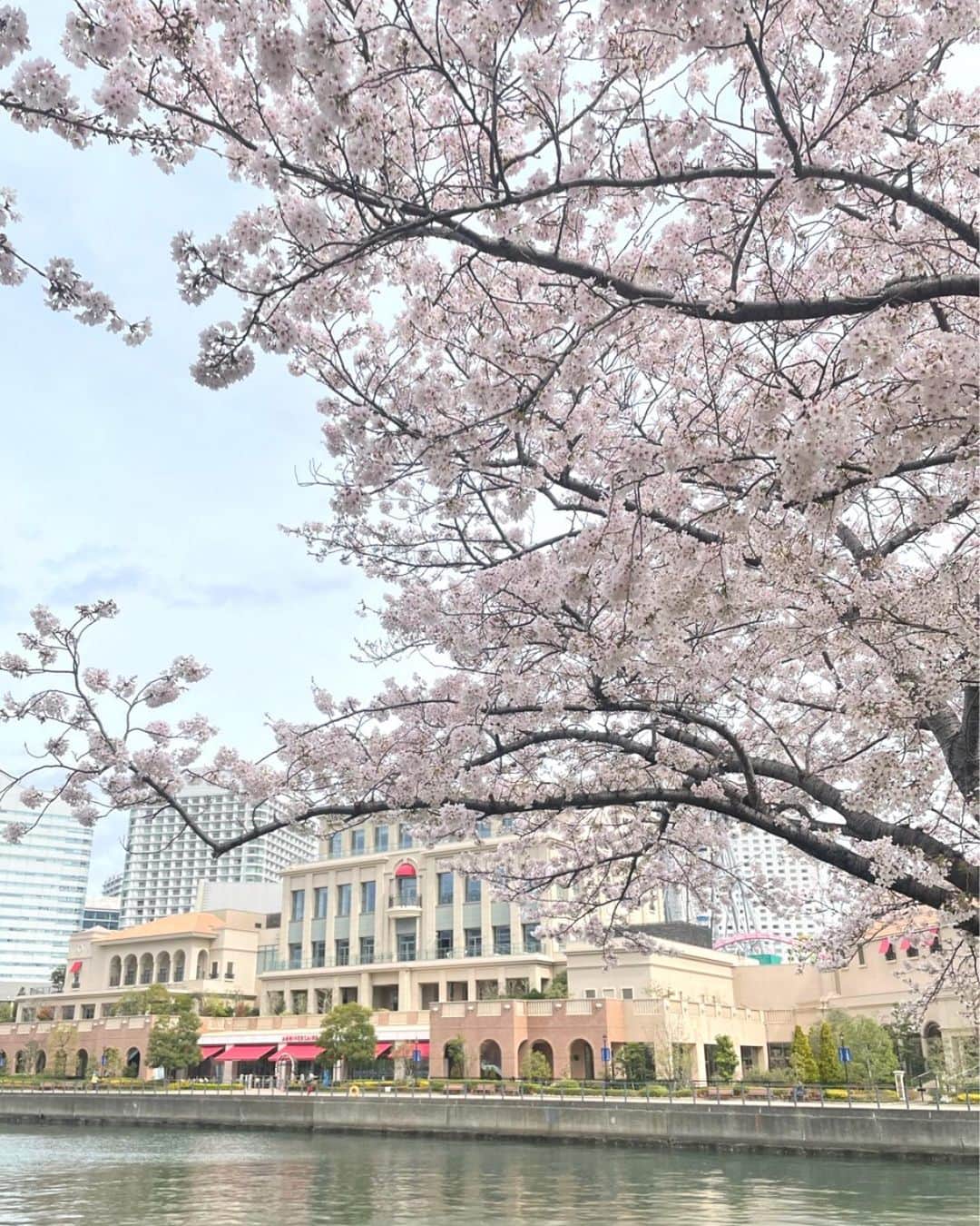 アニヴェルセル みなとみらい横浜 公式のインスタグラム：「桜が咲く季節になりましたね🌸 アニヴェセル みなとみらい横浜からは、汽車道にある桜を楽しみながらお越しいただけます✨  駅からも会場をすぐ見つけていただけるので、ゲストの方もお越しいただきやすいです！  ﾟ･*:.｡. .｡.:*･゜ﾟ･*:.｡. .｡.:*･ﾟ･*:.｡. .｡.:*･゜  横浜 みなとみらいの結婚式場 #アニヴェルセルみなとみらい横浜  📌海や空のように「永遠に続く」という 　意味を持つロイヤルブルーのバージンロード  📌120年の歴史が刻まれた 　壮観なステンドグラスのチャペル  📌好みに合わせて選べる 　7つの貸切披露宴会場  @anniversaire_minatomirai  👆詳細はプロフィールURLの 　公式HPよりご覧いただけます✨  ﾟ･*:.｡. .｡.:*･゜ﾟ･*:.｡. .｡.:*･ﾟ･*:.｡. .｡.:*･゜  #アニヴェルセル #アニヴェルセルみなとみらい #結婚式場見学 #ブライダルフェア #結婚式準備 #式場見学 #花嫁準備 #結婚式準備 #横浜花嫁 #みなとみらい花嫁 #みなとみらいウェディング #みなとみらい婚 #みなとみらい結婚式 #横浜結婚式場 #プレ花嫁準備中 #プレ花嫁準備 #結婚式場 #2023花嫁 #2024花嫁 #汽車道#桜#アクセス」