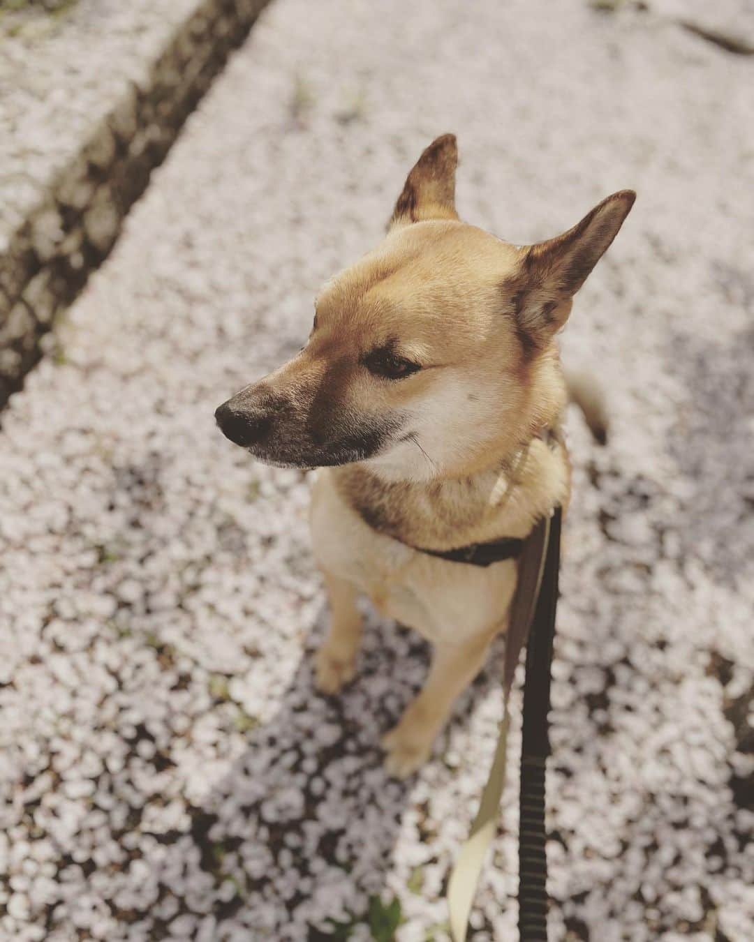 佐々木海のインスタグラム：「今年も桜絨毯撮影🌸 こっち見もしねぇw  #犬 #イヌ #イヌスタグラム #いぬすたぐらむ #犬バカ部 #いぬばか部 #ふわもこ部 #いぬら部 #犬のいる暮らし #保護犬 #元野犬 #雑種 #雑種犬 #ビビり犬 #里親 #保護犬を家族に #保護犬を飼おう #殺処分ゼロ #dogstagram #rescuedog #rescueddog」