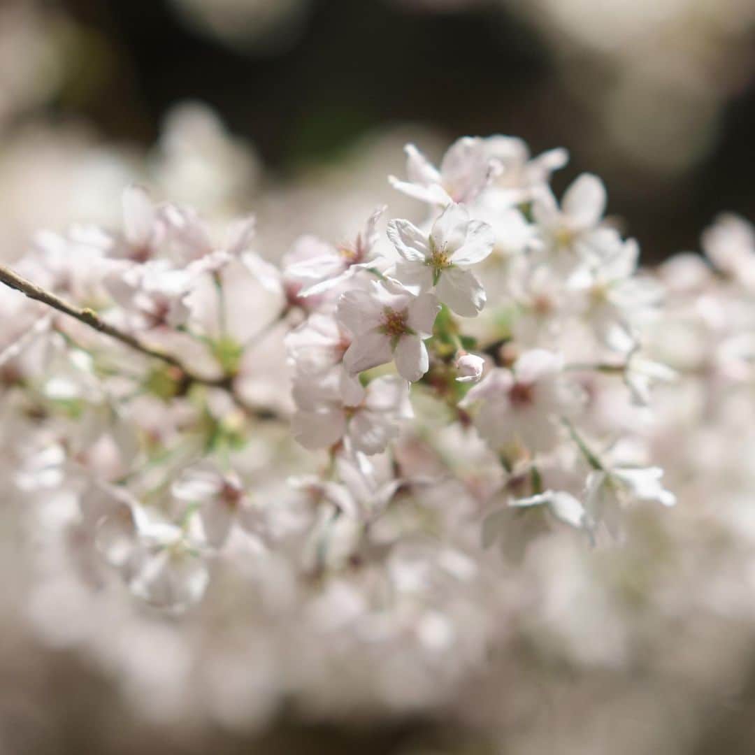 のインスタグラム：「さくら  #中目黒 #さくら #sel85f14gm」