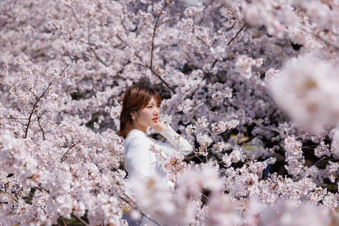 瀬戸初夏のインスタグラム：「桜満開🌸🌸🌸 これは去年の！ 今日は撮影に行ってきます📸🏃‍♀️」