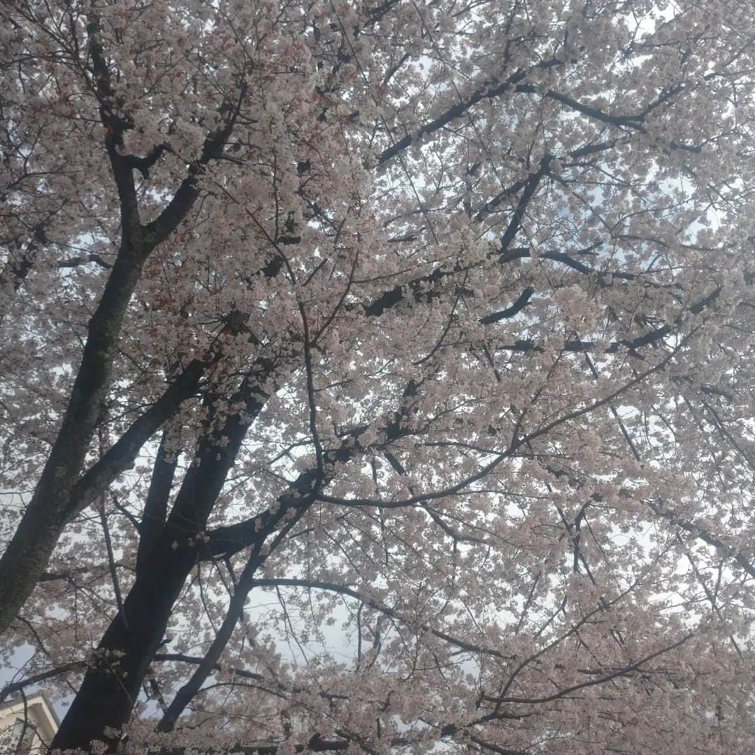 たまこ部@多摩センターのインスタグラム：「満開！！ お花見したーい😭 なんで週末あんなに雨だったの…  #多摩市 #多摩市広報部員 #多摩センター #永山 #唐木田 #聖蹟桜ヶ丘 #多摩市ママ  #桜 #さくら #満開 #満開の桜  #徒歩通勤 #保育園ママ #小学生ママ #ワーママ #子育て #育児」