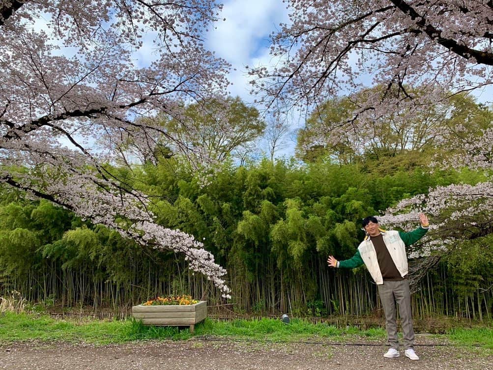 依田司さんのインスタグラム写真 - (依田司Instagram)「3月30日（木） 東京都日の出町の平井川沿いにある「塩田耕地堤」では、１００本のソメイヨシノが見事な花を咲かせています。 桜並木の下をゆっくりと歩くことができ、 地元の方々にとても人気の桜スポットとなっています。 対岸には竹林があり、夜になると…ライトアップされ桜と竹という和の風景が浮かび上がります。 今週末には、４年ぶりに「ひので桜まつり」が開催され、キッチンカーなどの出店も。日の出町観光協会の会長オススメ「ささみのから揚げ」も美味しいですよ。  #塩田耕地堤 #LACOSTE #ラコステ #依田さん #依田司 #お天気検定 #テレビ朝日 #グッドモーニング #サタデーステーション #気象予報士 #お天気キャスター #森林インストラクター #グリーンセイバーアドバンス #プロジェクトワイルド #IPCC伝導者 #japan #japantrip #japantravel #unknownjapan #japanAdvenそture #japanlife #lifeinjapan #instagramjapan #instajapan #療癒 #ilovejapan #weather #weathercaster #weatherforecast」3月30日 9時02分 - tsukasa_yoda