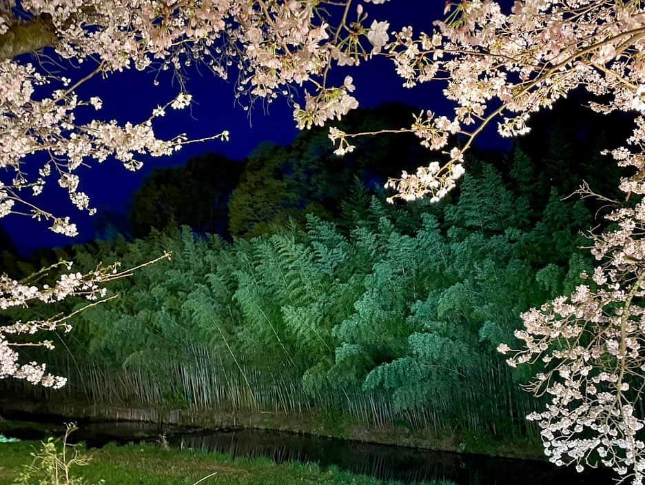 依田司さんのインスタグラム写真 - (依田司Instagram)「3月30日（木） 東京都日の出町の平井川沿いにある「塩田耕地堤」では、１００本のソメイヨシノが見事な花を咲かせています。 桜並木の下をゆっくりと歩くことができ、 地元の方々にとても人気の桜スポットとなっています。 対岸には竹林があり、夜になると…ライトアップされ桜と竹という和の風景が浮かび上がります。 今週末には、４年ぶりに「ひので桜まつり」が開催され、キッチンカーなどの出店も。日の出町観光協会の会長オススメ「ささみのから揚げ」も美味しいですよ。  #塩田耕地堤 #LACOSTE #ラコステ #依田さん #依田司 #お天気検定 #テレビ朝日 #グッドモーニング #サタデーステーション #気象予報士 #お天気キャスター #森林インストラクター #グリーンセイバーアドバンス #プロジェクトワイルド #IPCC伝導者 #japan #japantrip #japantravel #unknownjapan #japanAdvenそture #japanlife #lifeinjapan #instagramjapan #instajapan #療癒 #ilovejapan #weather #weathercaster #weatherforecast」3月30日 9時02分 - tsukasa_yoda