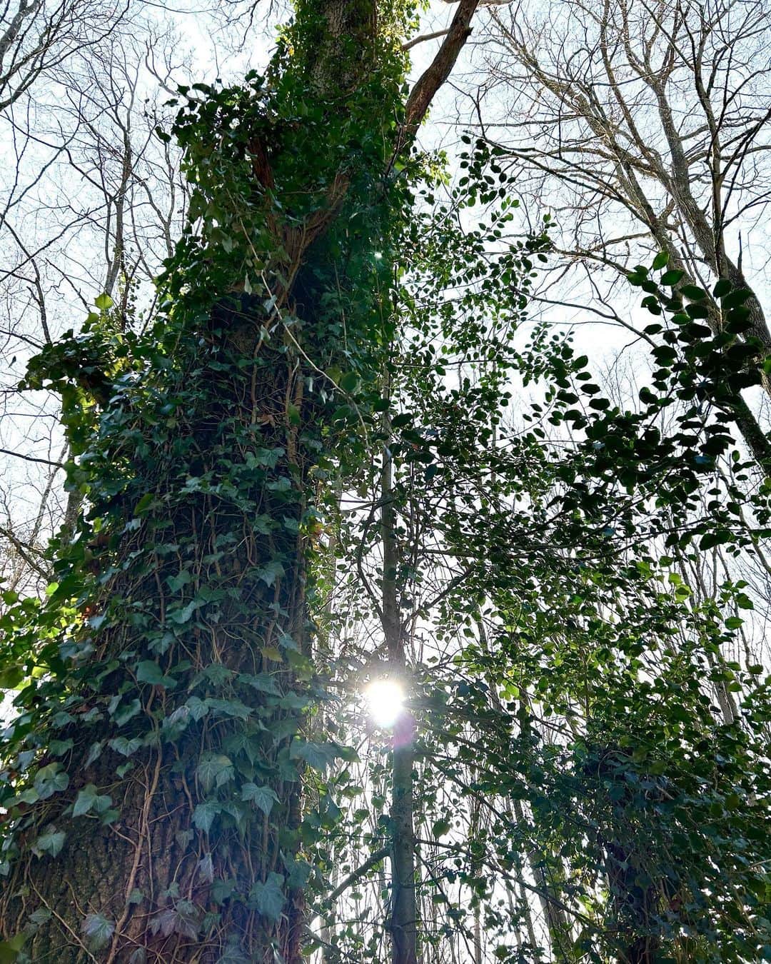 小西真奈美さんのインスタグラム写真 - (小西真奈美Instagram)「その他の森や公園など。  めちゃくちゃ寒かったですけど、 その分空気が澄んでいて、 深呼吸するたびに"生かされている"と 感じる、感謝溢れる素晴らしい場所に沢山出会えました。  😌✨🙏  #森 #公園 #自然 #感謝 #パリ #遠足」3月30日 9時19分 - manami.official