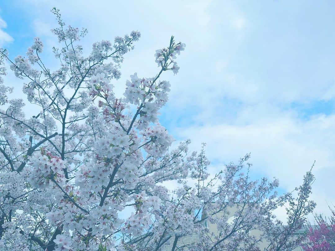 徳永有美さんのインスタグラム写真 - (徳永有美Instagram)「東京に戻ると桜が満開で本当にきれい。やはり日本は桜なんだなぁ。 今年はほとんど桜を味わうことができなかったけど そんな年があってもいいよね。  #一年に一度だけ #ほんわかと #こんもりと #青空とうすい桜色が #本当にきれい #あっという間に散るから #魅かれる #儚い」3月30日 9時30分 - yumi_tokunaga.official