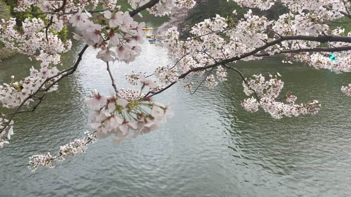 小橋めぐみのインスタグラム：「来年は、ボートに乗りたい🚣‍♂️  #千鳥ヶ淵」
