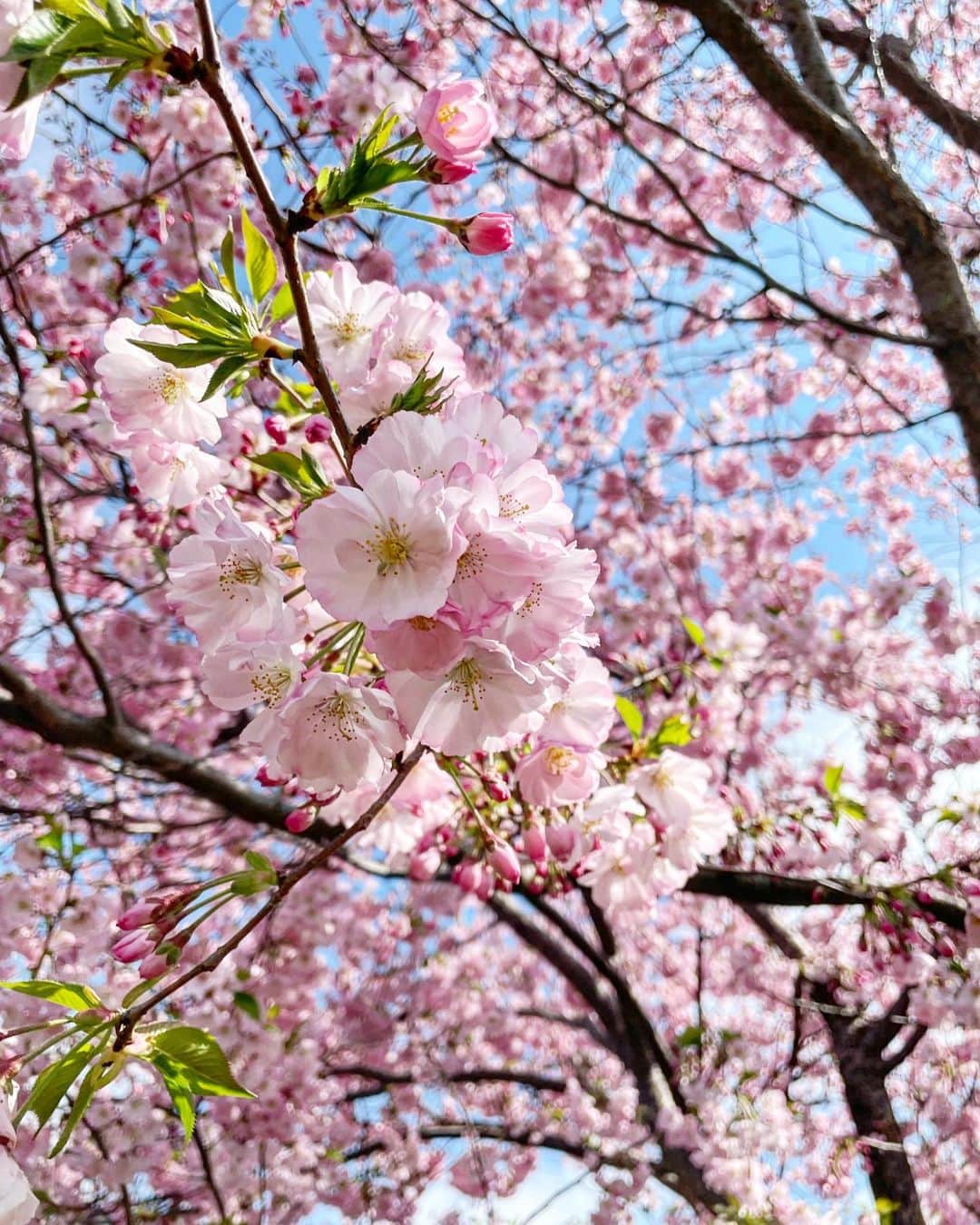 池田彩さんのインスタグラム写真 - (池田彩Instagram)「東京の桜は散ってるけど、まだいけたね🌸  #桜 #春 #tokyo」3月30日 9時58分 - aya_ikeda_official