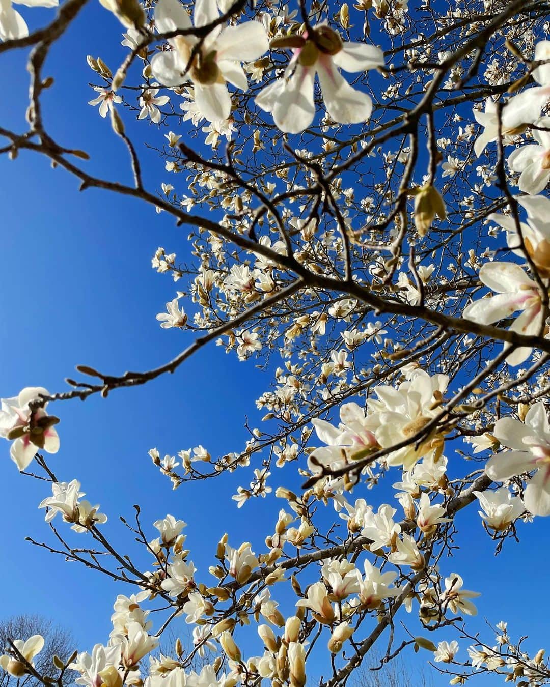 ノーマさんのインスタグラム写真 - (ノーマInstagram)「BLOOM 🏵🏵🏵 滋賀のお山は今朝-3度。朝の冷え込みからは想像がつかん位に日中は暖かく、景色も春めいて来た♩  #shiga #nature #spring」3月30日 9時58分 - noma77777