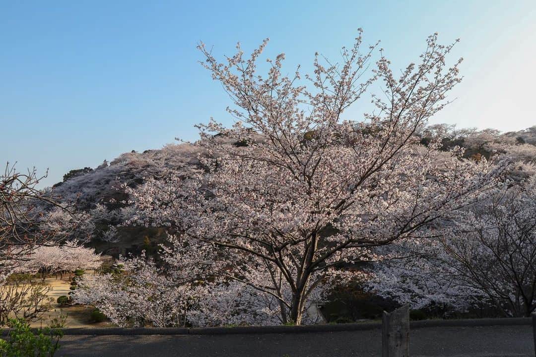 倉敷市さんのインスタグラム写真 - (倉敷市Instagram)「【3月30日 種松山公園西園地の桜】  王子が岳に続き、朝のうちに種松山公園西園地にも撮影に行きました。  山一面の桜です。 こちらも見頃。 今年は満開が早いですね。  ※注 この時期は、混雑防止のため、種松山西園地横の道は北側から南側へ一方通行になっている事があります。 ご注意ください。 南側からは中央公園墓地方面を経由して、西園地の北側に回ることができます。  #種松山西園地 #種松山西園地公園 #桜 #さくら #花見 #sakura #倉敷市 #倉敷 #kurashiki  #クラシキ文華 #クラシキブンカ #japan #japantrip #travel #trip #旅 #旅行 #instagramjapan #visitjapanjp」3月30日 10時01分 - kurashiki_city