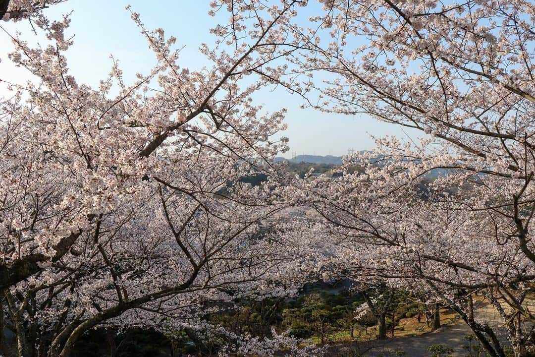 倉敷市さんのインスタグラム写真 - (倉敷市Instagram)「【3月30日 種松山公園西園地の桜】  王子が岳に続き、朝のうちに種松山公園西園地にも撮影に行きました。  山一面の桜です。 こちらも見頃。 今年は満開が早いですね。  ※注 この時期は、混雑防止のため、種松山西園地横の道は北側から南側へ一方通行になっている事があります。 ご注意ください。 南側からは中央公園墓地方面を経由して、西園地の北側に回ることができます。  #種松山西園地 #種松山西園地公園 #桜 #さくら #花見 #sakura #倉敷市 #倉敷 #kurashiki  #クラシキ文華 #クラシキブンカ #japan #japantrip #travel #trip #旅 #旅行 #instagramjapan #visitjapanjp」3月30日 10時01分 - kurashiki_city