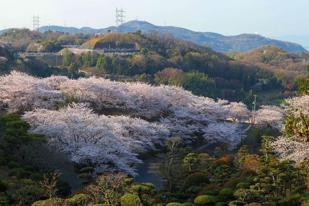 倉敷市のインスタグラム：「【3月30日 種松山公園西園地の桜】  王子が岳に続き、朝のうちに種松山公園西園地にも撮影に行きました。  山一面の桜です。 こちらも見頃。 今年は満開が早いですね。  ※注 この時期は、混雑防止のため、種松山西園地横の道は北側から南側へ一方通行になっている事があります。 ご注意ください。 南側からは中央公園墓地方面を経由して、西園地の北側に回ることができます。  #種松山西園地 #種松山西園地公園 #桜 #さくら #花見 #sakura #倉敷市 #倉敷 #kurashiki  #クラシキ文華 #クラシキブンカ #japan #japantrip #travel #trip #旅 #旅行 #instagramjapan #visitjapanjp」