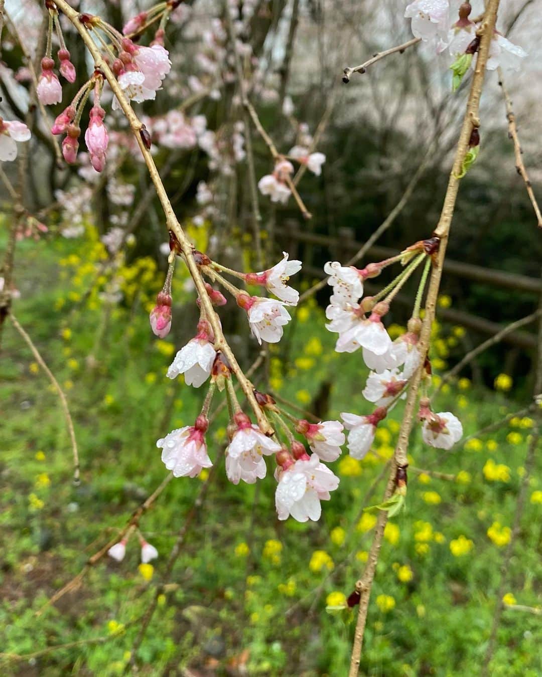 滝香織さんのインスタグラム写真 - (滝香織Instagram)「. . 桜にときめく今日この頃🥰  #高知 の#ひょうたん桜 なんと樹齢500年！ 室町時代から生きてらっしゃったと思うと、ひぇ〜、すごいですよね。 どんな光景を見てきたんでしょう。  そして、#引地橋の花桃 もきれいでした😆  松山から車で２時間弱で行けるのでわりと近い✨ 帰りには、去年夏、まゆちゃんとロケで行った#中津渓谷ゆの森 で#温泉 に入ってきました〜♪ あの時は代わりにアヒルちゃんが入ってくれたけど、今回はのんびり温まることができました😆  #桜 #桜スポット #高知桜 #高知ドライ#高知旅行 #愛媛旅行」3月30日 10時16分 - kaorin_taki