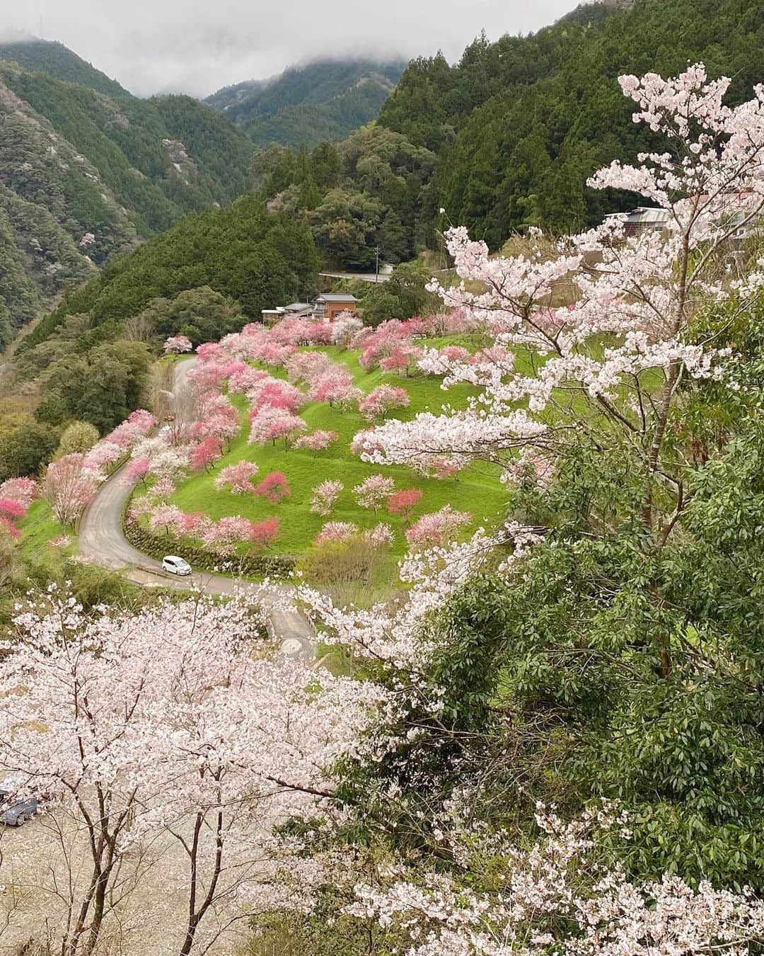 滝香織さんのインスタグラム写真 - (滝香織Instagram)「. . 桜にときめく今日この頃🥰  #高知 の#ひょうたん桜 なんと樹齢500年！ 室町時代から生きてらっしゃったと思うと、ひぇ〜、すごいですよね。 どんな光景を見てきたんでしょう。  そして、#引地橋の花桃 もきれいでした😆  松山から車で２時間弱で行けるのでわりと近い✨ 帰りには、去年夏、まゆちゃんとロケで行った#中津渓谷ゆの森 で#温泉 に入ってきました〜♪ あの時は代わりにアヒルちゃんが入ってくれたけど、今回はのんびり温まることができました😆  #桜 #桜スポット #高知桜 #高知ドライ#高知旅行 #愛媛旅行」3月30日 10時16分 - kaorin_taki