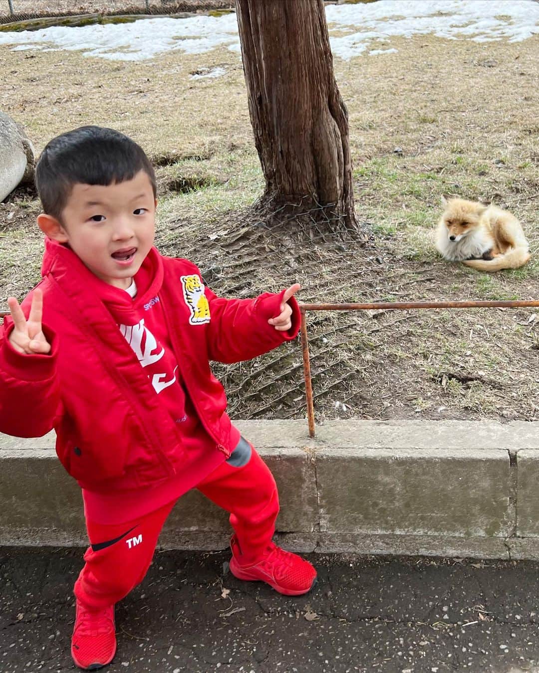 中村獅童さんのインスタグラム写真 - (中村獅童Instagram)「北海道に狐を見に行きました。 #拝んでる #夏幹 #陽喜」3月30日 10時49分 - shido_nakamura