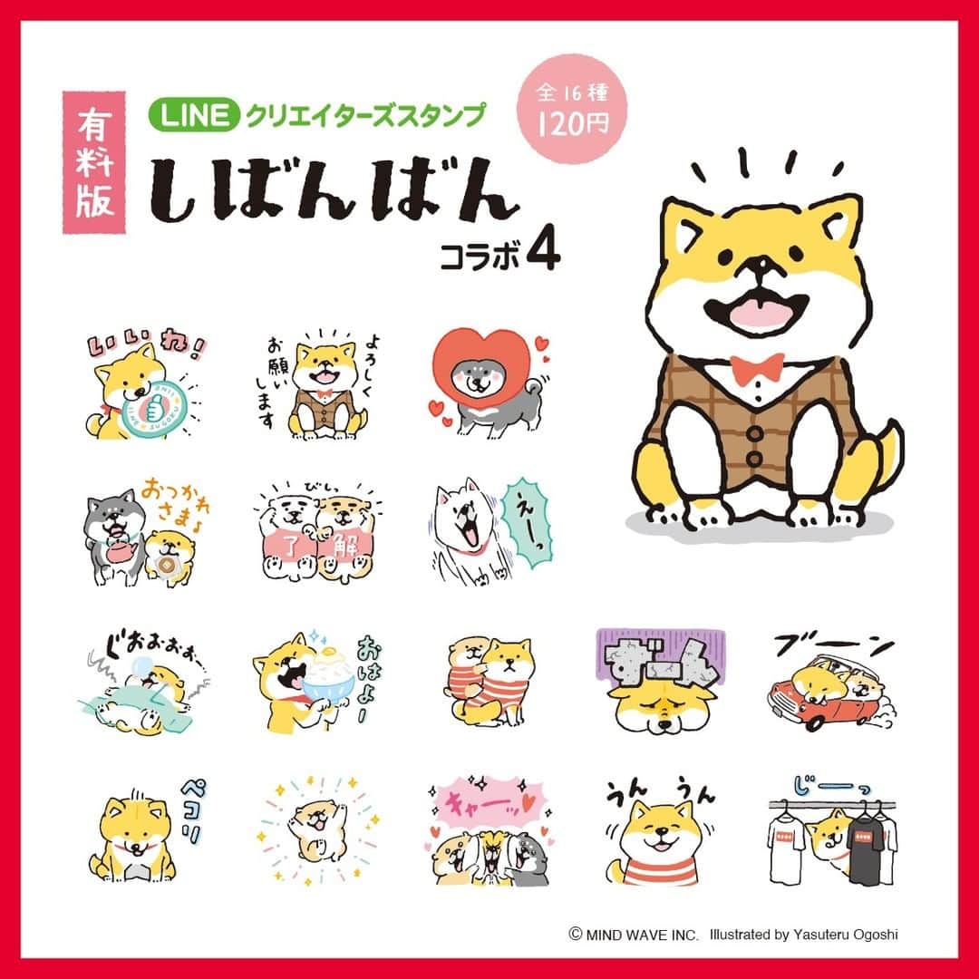 オオゴシヤステルのインスタグラム：「⭐️LINEスタンプ情報⭐️ LINEクリエーターズスタンプ 『【有料版】しばんばん コラボ 4』がリリース！  たくさんのご要望にお応えして… 期間限定で無料配布されていた「しばんばん ×しまむら」が有料版として復活！  ずーっと使ってね♪  販売ページにはストーリーズ、ハイライト「LINEスタンプ」から✈️ ▶️https://line.me/S/sticker/22677859  〈ฅ `ᴥ´ ฅ〉(ฅ・ᴥ・ฅ)  #LINE #lineスタンプ #しまむら #マインドウェイブ #mindwave #しばんばん #shibanban #むちころばんばん #muchicorobanban #オオゴシヤステル #柴犬 #しばいぬ #shibainu」