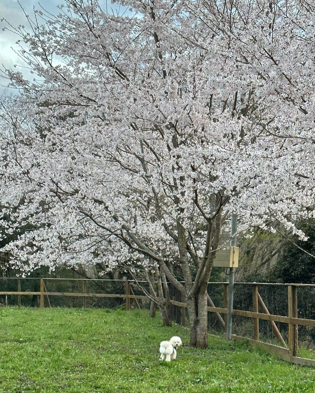 ききまるさんのインスタグラム写真 - (ききまるInstagram)「#相模湖プレジャーフォレスト 🌸 . . ものすごい数の桜だった..... 予想を超えてきた.... 傾斜に桜が植えてあるから目の前が桜でいっぱいになる！平地の公園とは訳が違う..!!! . リフトで上に登れば桜が見渡せるしイルミネーションのイメージが強かったけど桜もすごすぎた🥹🥹🥹 . タイミングよく満開だったよ🌸 .. わんこも入園可、リフトand観覧車も一緒に乗れてドッグランもある🐶❤️ つまりサイコーーー . 毎年梅子連れて行きたいなぁ✨✨✨ . . ねぇわたし、お花見好きすぎて毎日お花見なんだけど🤣🤣🤣👊🌸🌸🌸🌸 . . .」3月30日 11時01分 - kikigram_97