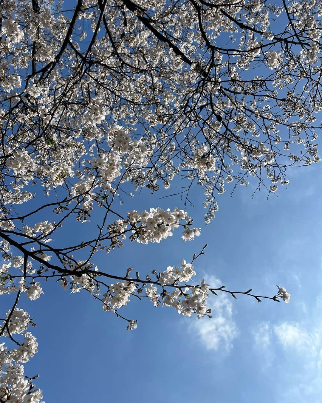川田希さんのインスタグラム写真 - (川田希Instagram)「雨に負けずに桜が頑張って咲いててくれて、いっぱいお花見できました🌸」3月30日 11時02分 - nozomikawata