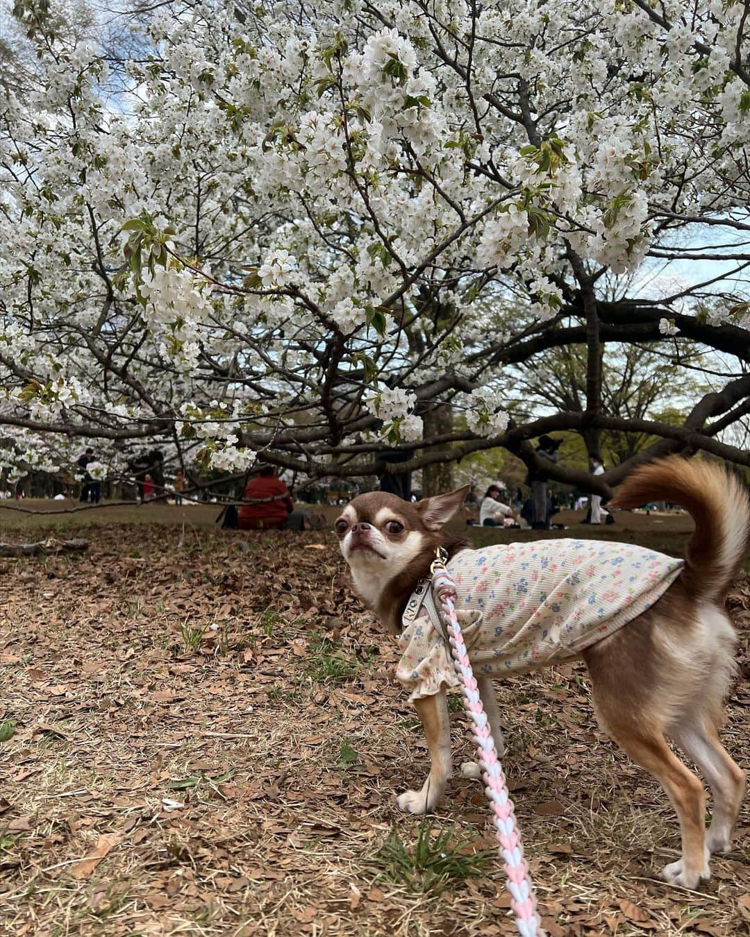 川田希さんのインスタグラム写真 - (川田希Instagram)「雨に負けずに桜が頑張って咲いててくれて、いっぱいお花見できました🌸」3月30日 11時02分 - nozomikawata