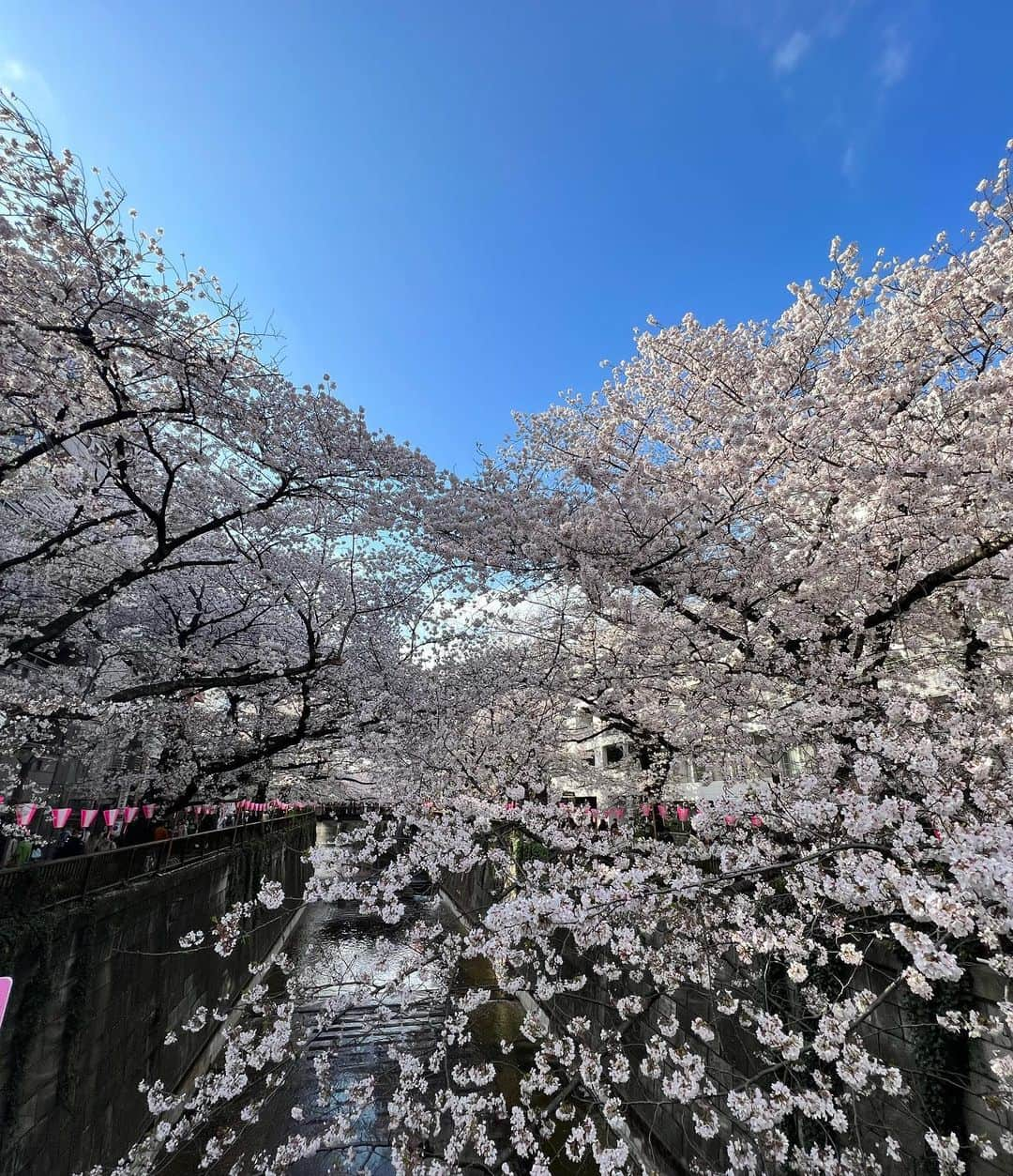 丸尾歩のインスタグラム：「盛开的樱花🌸 开了开了美丽的👏👏👏  一気に咲いた桜達 今年は見れたぞ😁👍  #桜スポット #日本の風景 #お花見 #樱花 #赏花 #开 #治愈 #癒し #桜の季節」