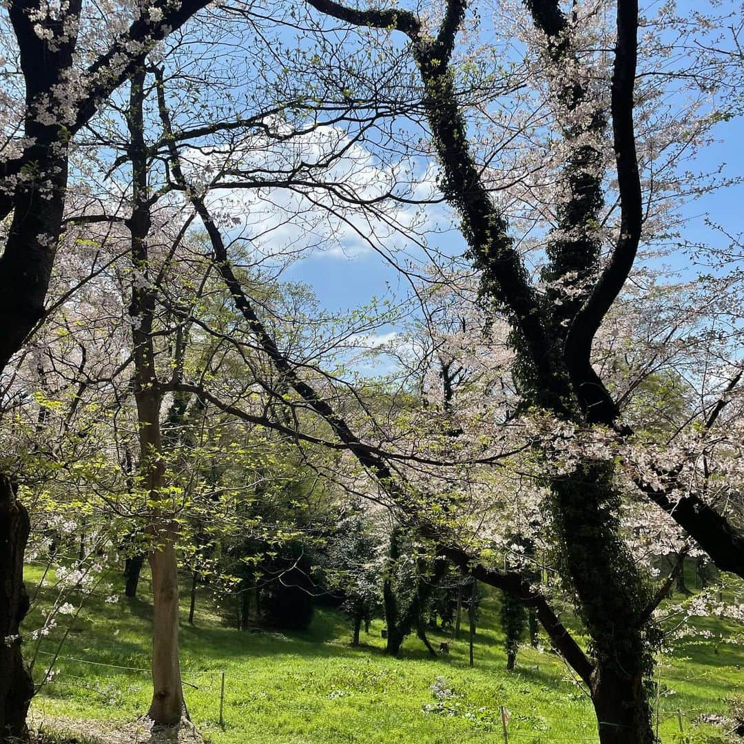 石坂友里さんのインスタグラム写真 - (石坂友里Instagram)「🌸🌸🌸」3月30日 11時35分 - yuri.d