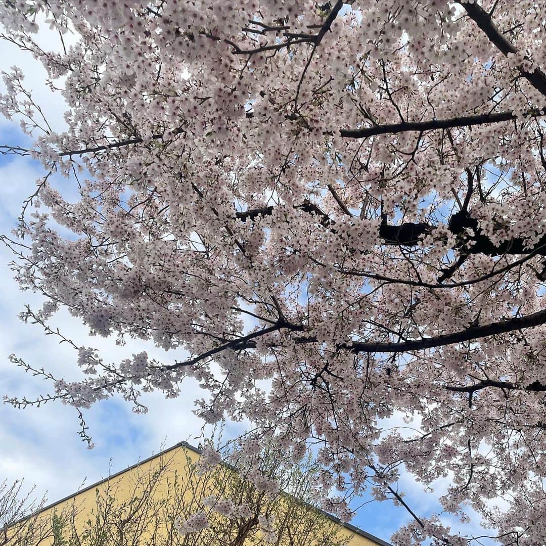 石坂友里のインスタグラム：「🌸🌸🌸」