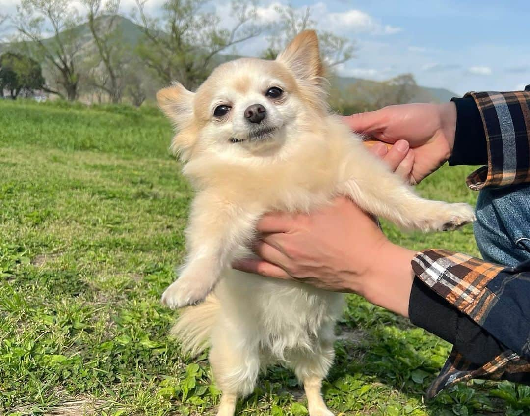 清原梨央さんのインスタグラム写真 - (清原梨央Instagram)「おもひでたち🐾🐾 うちの子達はなんて可愛いんだ…！！  #デイキャンプ #キャンプ #愛犬 #わんこのいる生活 #チワワ #天使」3月30日 11時44分 - ___rioky001114