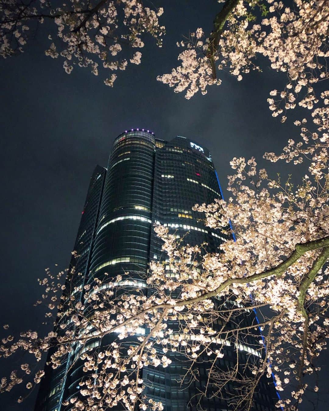 榊山敬代のインスタグラム：「🌸🌙… ・　　 今年は桜の開花 がはやいですね  ということで つづきまして  この日は急きょ 夜桜ナイトの巻  午後は雨が降っていて 夜から晴れましたので 人出も少なくしずかで 幻想的なお花見タイム  夜桜を眺めますと郷さくら美術館の 制作の為に取材するご縁をいただき ました２０１８年に訪れました三春 滝桜のひとコマを思い出しますとき  あの時は映画のような絶妙なタイミ ングとスリルさの中取材ができたの ですが見えない何かが導いてくださ ったような不思議な取材時間でした  今思い返すとなかなか簡単に 行ける場所ではなかったこと や渋滞を上手くすり抜けなが らの背景を思い出すとますま す不思議でならないひとコマ  最後の画像は記念にお久しぶりに 三春滝桜を制作しましたひとコマ  絵画の桜は散らないので 永遠にお花見できますね  #🌸 #春 #spring  #さくら #桜 #CherryBlossoms #sakura #Tokyo #東京 #六本木 #roppongi #view #夜空 #Sky #art  #お花見 #お花見スポット #最近ついてる #毎日がスペシャル #人生一度きり #人生楽しもう #東京大好き #日本画家 の #外出こんなもん #人生タイミング #乾杯 #cheers #日本画 #三春滝桜 #福島県」