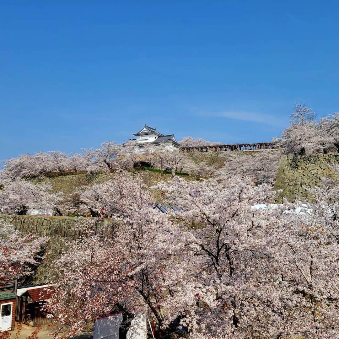 小野田紀美さんのインスタグラム写真 - (小野田紀美Instagram)「津山さくらまつり  岡山より満開の桜の写真が届きました🌸綺麗ですね✨ 津山さくらまつりは3月25日(土)〜4月9日(日)まで開催とのことです。 期間中は様々なイベントが行われているようです。 ストーリーに津山市公式観光サイトのURLを貼ります。 さくらの名所日本100選に数えられる津山城の美しい桜を是非愛でにいらしてください🌸 (事務所スタッフM) #岡山県 #津山市 #津山さくらまつり #桜の名所  #自民党 #参議院 #小野田紀美 #小野田きみ #おのだきみ #日本を守り抜く #約束」3月30日 17時23分 - onodakimijimusho