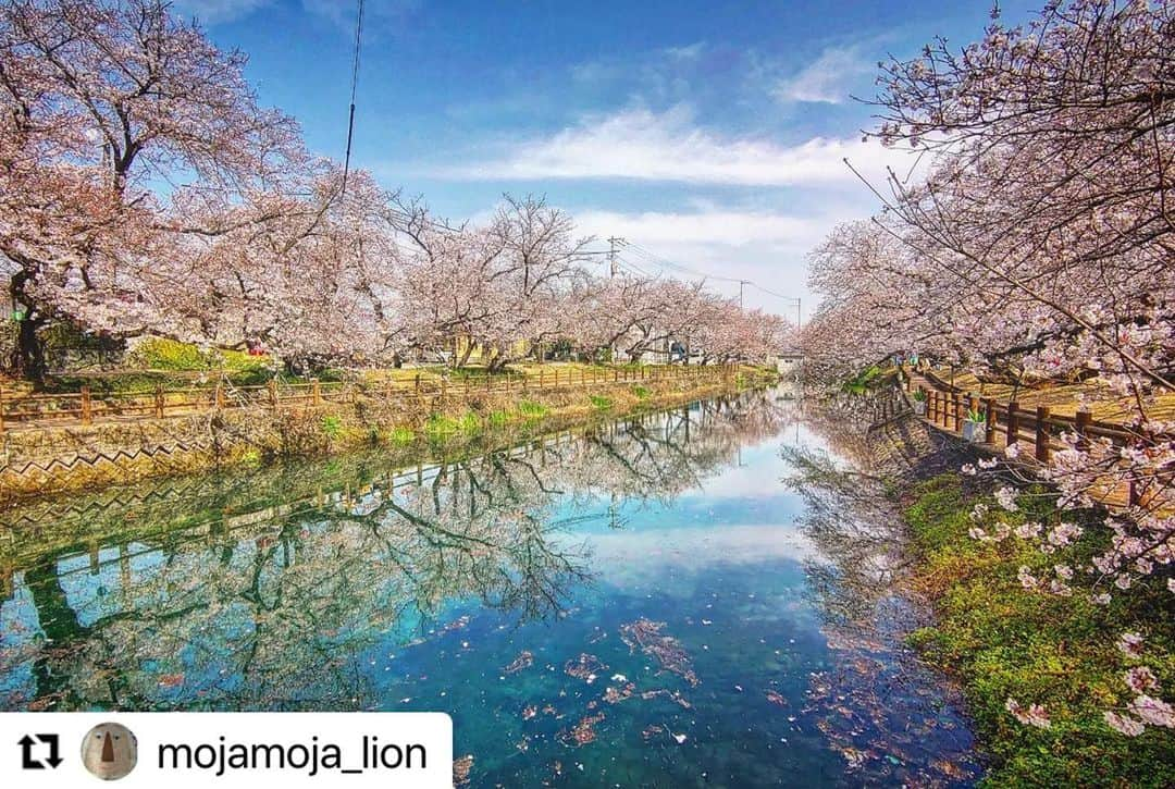 西条市さんのインスタグラム写真 - (西条市Instagram)「今年のひょうたん池も綺麗に咲いてるみたい🌸  #サクラ #桜 #桜スポット #西条桜 #ehime #shikoku  #Repost @mojamoja_lion with @use.repost ・・・ #桜パトロール ③　#ひょうたん池 公園  こちらは八分か九分咲き まだつぼみもありました😊  #lovesaijo」3月30日 17時19分 - lovesaijo