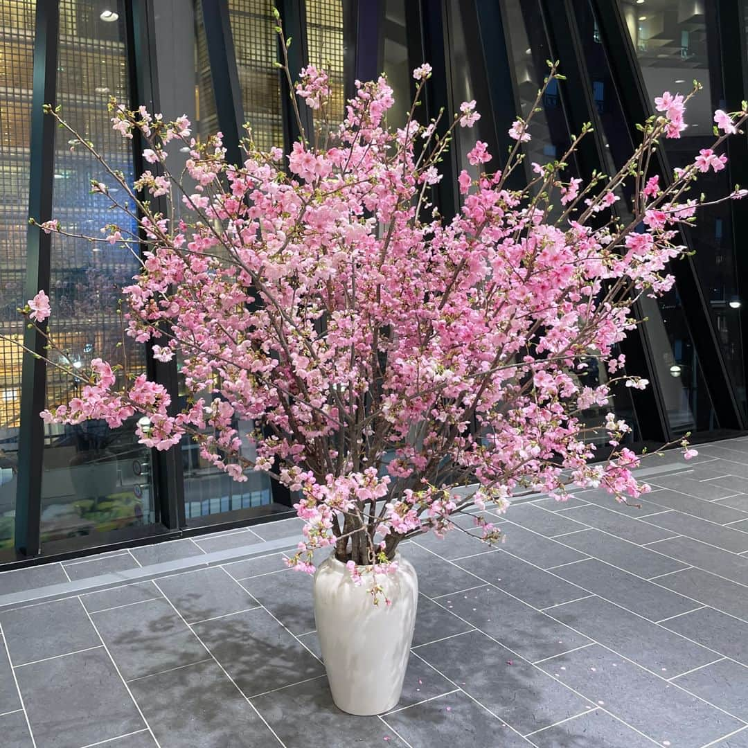 AOYAMA_HANAMOさんのインスタグラム写真 - (AOYAMA_HANAMOInstagram)「装花のご紹介（桜シリーズ-2） ・ 東急プラザ銀座で行われた催事（江戸切子 桜祭り2023）に施した桜の装花。 まぶしいピンク色は陽光（ヨウコウ）という品種の桜です。3日間に渡る催事の最終日に満開となりました。 ・ 会場内に壺活けを3箇所と、各所に卓上のアレンジメントを飾っています。繊細な江戸切子の美しさを引き立てる装花になりました。 ・ 陽光は、ソメイヨシノよりも半月程度早く咲く桜で、公園や学校などでも植えられているのを見かけます。切り枝として流通するピンクの桜の中では、啓翁桜に次いで流通量が多い品種です。 - - - #aoyamahanamo #青山花茂 #表参道の花屋 #お花のある生活 #花が好きな人と繋がりたい #花を飾ろう #花のある暮らし #花のあるくらし #桜 #サクラ #枝物 #陽光桜 #装花 #活け込み #青山花茂活け込み  #イベント装花 #装花 #桜シリーズ #桜満開 #季節の装花 #春の装花 #インテリアフラワー #江戸切子  #藤巻百貨店」3月30日 12時00分 - aoyama_hanamo