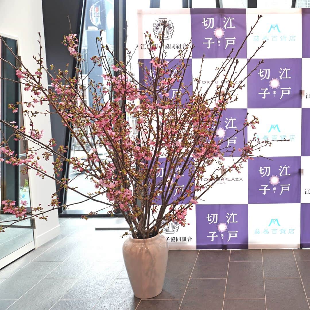 AOYAMA_HANAMOさんのインスタグラム写真 - (AOYAMA_HANAMOInstagram)「装花のご紹介（桜シリーズ-2） ・ 東急プラザ銀座で行われた催事（江戸切子 桜祭り2023）に施した桜の装花。 まぶしいピンク色は陽光（ヨウコウ）という品種の桜です。3日間に渡る催事の最終日に満開となりました。 ・ 会場内に壺活けを3箇所と、各所に卓上のアレンジメントを飾っています。繊細な江戸切子の美しさを引き立てる装花になりました。 ・ 陽光は、ソメイヨシノよりも半月程度早く咲く桜で、公園や学校などでも植えられているのを見かけます。切り枝として流通するピンクの桜の中では、啓翁桜に次いで流通量が多い品種です。 - - - #aoyamahanamo #青山花茂 #表参道の花屋 #お花のある生活 #花が好きな人と繋がりたい #花を飾ろう #花のある暮らし #花のあるくらし #桜 #サクラ #枝物 #陽光桜 #装花 #活け込み #青山花茂活け込み  #イベント装花 #装花 #桜シリーズ #桜満開 #季節の装花 #春の装花 #インテリアフラワー #江戸切子  #藤巻百貨店」3月30日 12時00分 - aoyama_hanamo