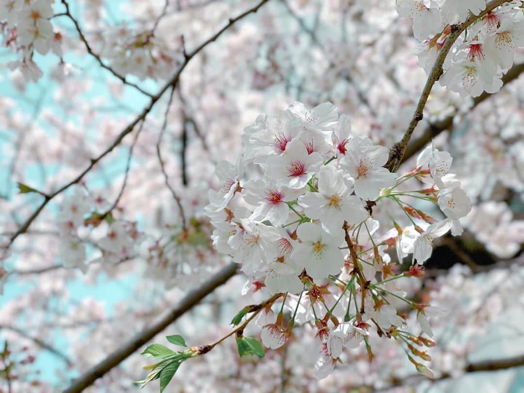 井上ほの花さんのインスタグラム写真 - (井上ほの花Instagram)「🌸🧸  桜きれい〜 気を引き締めなければっ！！！」3月30日 11時58分 - milky_milky0209