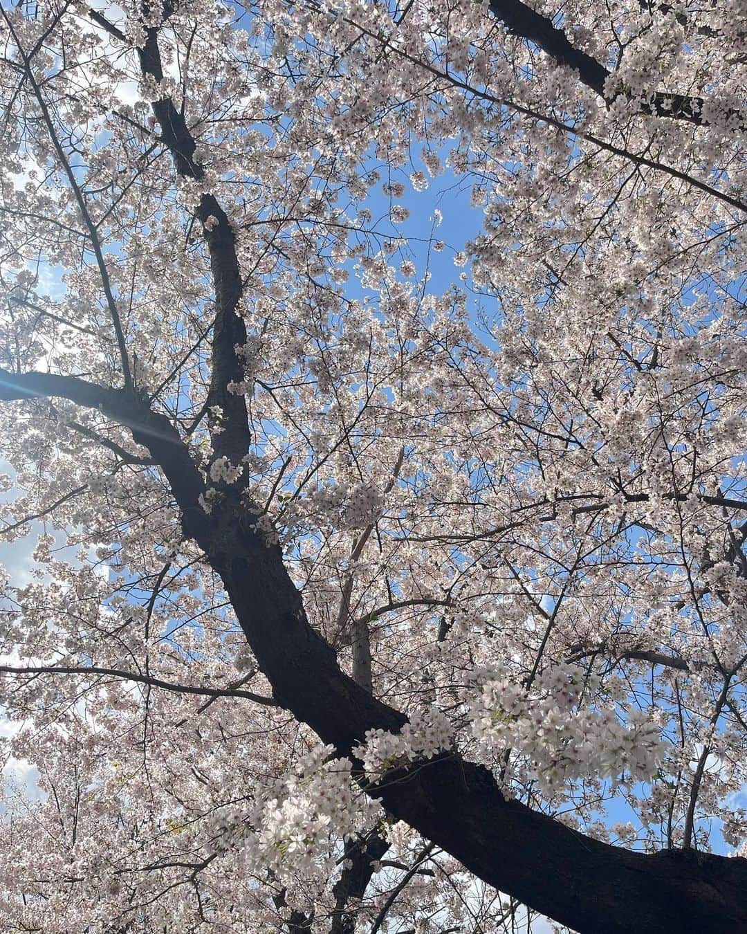 高橋春織さんのインスタグラム写真 - (高橋春織Instagram)「🌸😬🌸」3月30日 12時15分 - haoringo_official