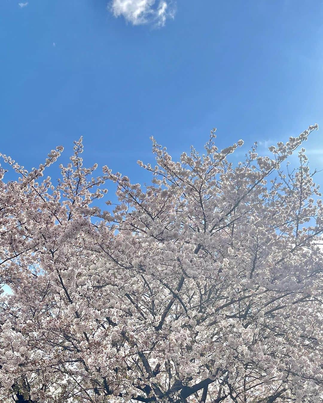 高橋春織さんのインスタグラム写真 - (高橋春織Instagram)「🌸😬🌸」3月30日 12時15分 - haoringo_official