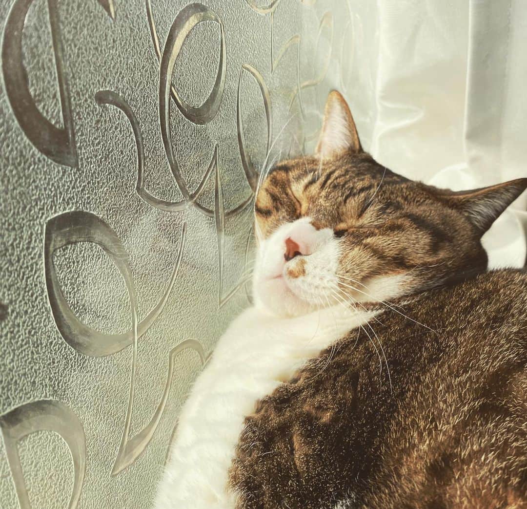 野本かりあのインスタグラム：「『どこ部屋に所属ですか？』と聞きたくなる顔。 #Luca力士 #lukarly #catsofinstagram #にゃんすたぐらむ」