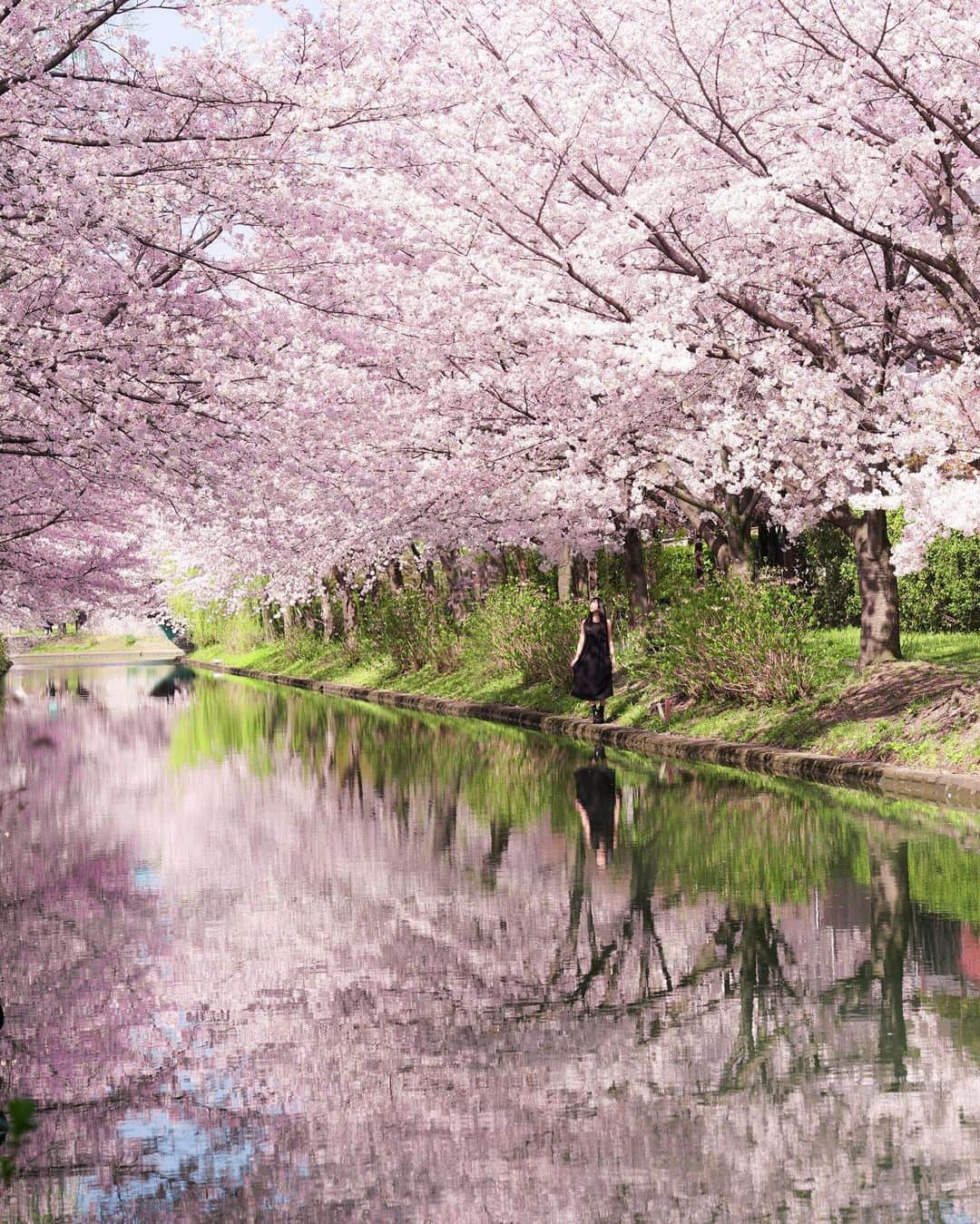 masayaのインスタグラム：「Fushimi Kyoto  宇治川の派流濠川で」