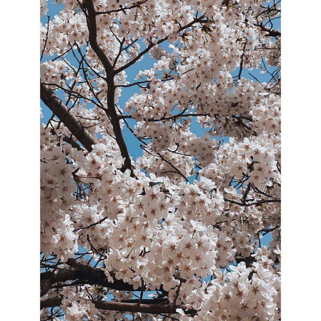 チョン・リョウォンのインスタグラム：「🌸 i hope u see what i see」