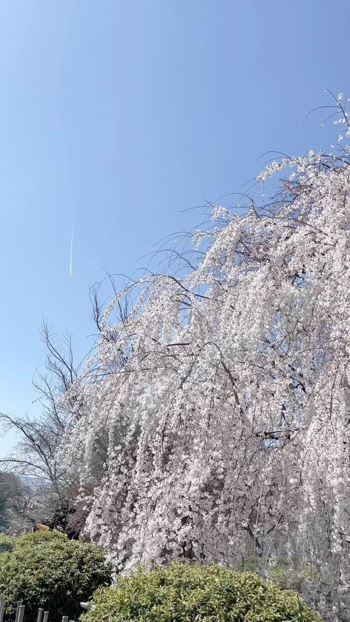 エリーローズのインスタグラム：「気づけばもう4月になろうとしている🌸 桜も少しずつ散り始めていて、時間が経つのは早いものですね。仕事や作業に集中していると、時間の進み方が早いのもそう。  小さい頃は一日経つのが遅かったけど、大人になってくるにつれてとてつもなく早く感じる「時間のふしぎ」。  それは私たちが複数の出来事を「まとまった1つの時間」として捉えてしまっていて、毎日がルーティーン化し、一つの出来事の細かいディテールに気付けていないから。  桜の写真を撮って終わり、ではなく、桜の細部、風の音、子どもの笑い声まで意識してみる。感動をすることが大切。  でもそれって子供は時間の観念がなくて、時計を見ていないからなのかも？  時計がなかった平安時代は、雲に見え隠れしている月がでてくるたびに感激していたわけで  ELLI-ROSEとしてのお仕事、ELLI ARAKAWAとしてのDJギグ、そしてOtonëと多忙な日々だけど、ひとつひとつ丁寧に向き合いたい。そしてもっとピュアな観点から出来事を捉えられるようになりたいな。もっと感動する瞬間を増やしたいよね。  明日のbjörkのライブ楽しみだな🐛」