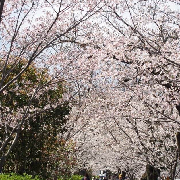 Hilton Odawara Resort & Spaさんのインスタグラム写真 - (Hilton Odawara Resort & SpaInstagram)「小田原城の桜が見ごろを迎えました🏯🌸 満開の桜の下、お城の周りをお散歩しながら春を楽しんでみてはいかがでしょうか？  #hiltonodawara #hilton #小田原 #小田原旅行 #小田原ホテル #小田原観光 #小田原城 #odawaracastle #桜 #cherryblossoms #お花見 #春 #歴史」3月30日 12時33分 - hiltonodawara