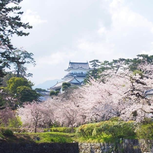 Hilton Odawara Resort & Spaのインスタグラム：「小田原城の桜が見ごろを迎えました🏯🌸 満開の桜の下、お城の周りをお散歩しながら春を楽しんでみてはいかがでしょうか？  #hiltonodawara #hilton #小田原 #小田原旅行 #小田原ホテル #小田原観光 #小田原城 #odawaracastle #桜 #cherryblossoms #お花見 #春 #歴史」