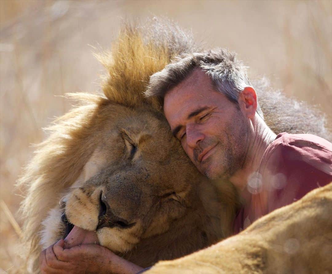 のインスタグラム：「Miss this boy so much. Not taking anything away from the other animals that have passed, it’s just that some hit harder than others. Like with some people, with some animals, you can’t explain the connection and the bond. The understanding and telepathy is just there. Nothing is forced. People who don’t understand this  concept will look at these photos, purely as a human interacting with a lion, most likely with preconceived ideas how the lion should behave. People who do understand this concept will see two kindred spirits   #catnipking #siamthelion #kindredspirits #interspeciesfriendship」