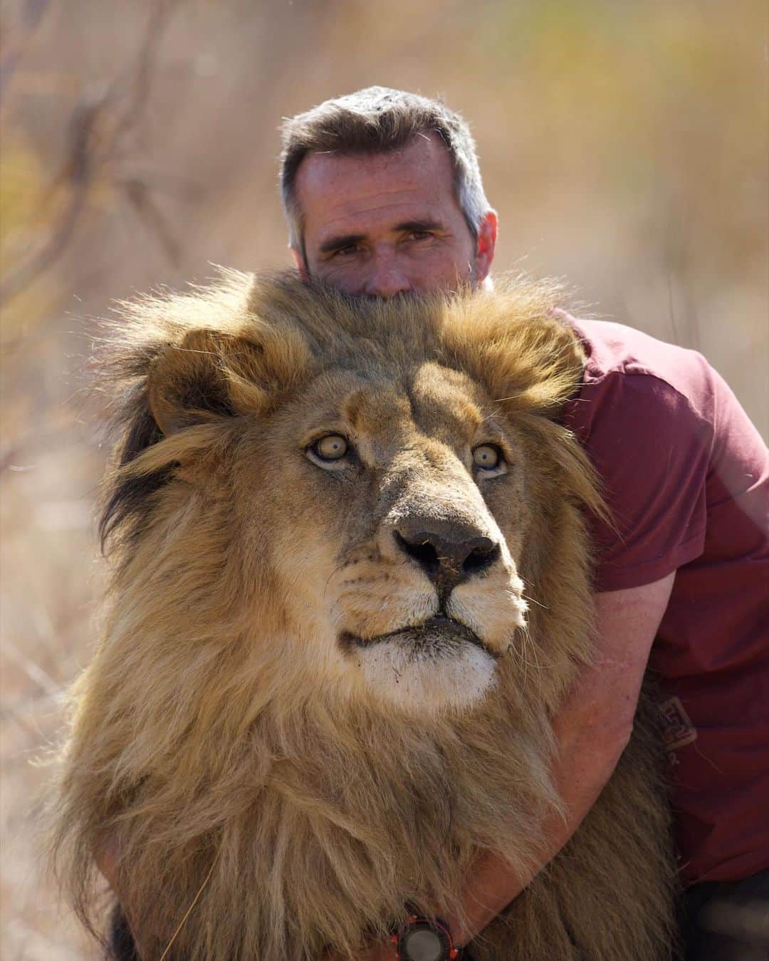 Kevin Richardson LionWhisperer さんのインスタグラム写真 - (Kevin Richardson LionWhisperer Instagram)「Miss this boy so much. Not taking anything away from the other animals that have passed, it’s just that some hit harder than others. Like with some people, with some animals, you can’t explain the connection and the bond. The understanding and telepathy is just there. Nothing is forced. People who don’t understand this  concept will look at these photos, purely as a human interacting with a lion, most likely with preconceived ideas how the lion should behave. People who do understand this concept will see two kindred spirits   #catnipking #siamthelion #kindredspirits #interspeciesfriendship」3月30日 12時52分 - lionwhisperersa