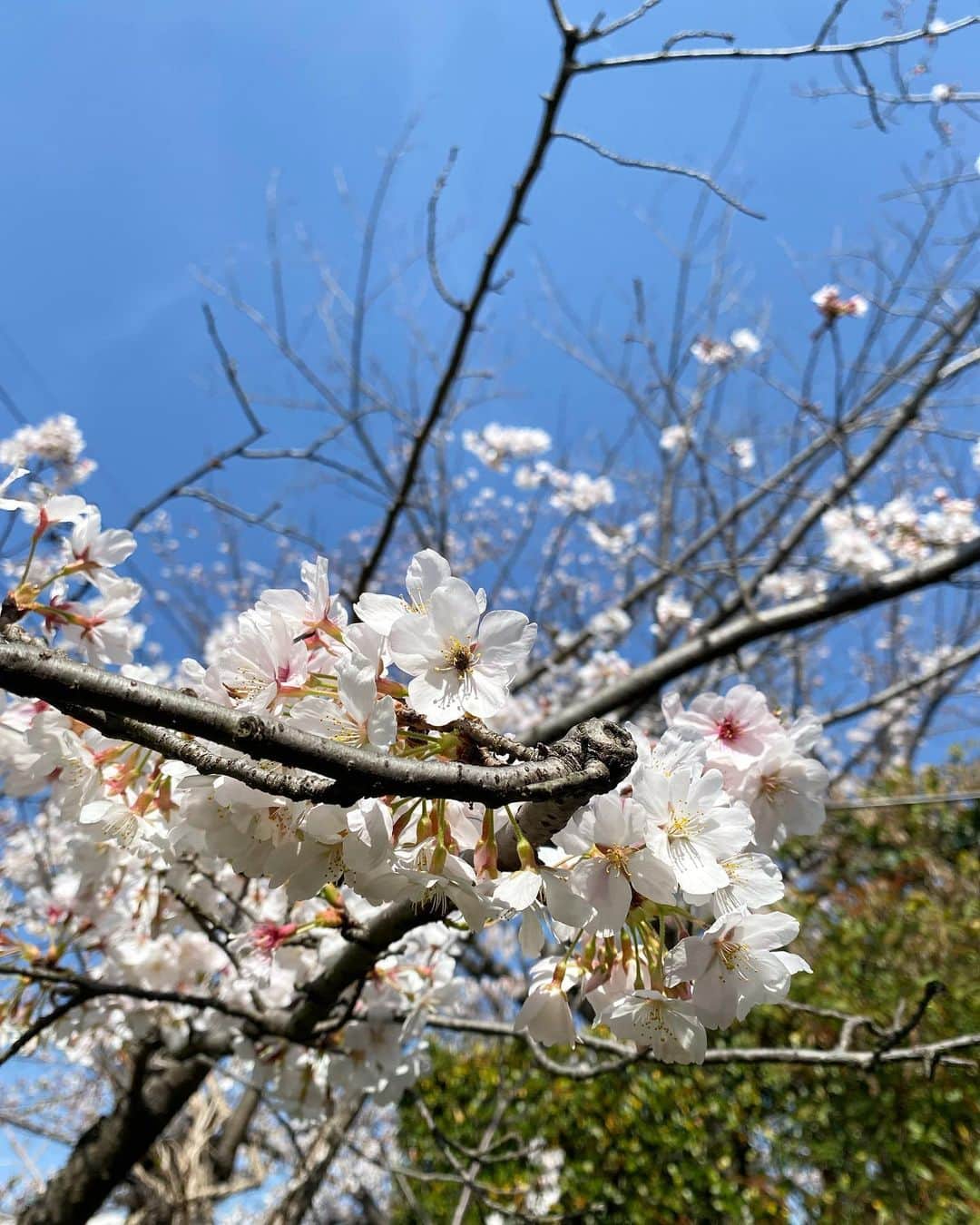 cafezakkagallery-flagのインスタグラム：「▪︎桜日和▪︎ お庭の桜も満開大丈夫す。 部屋の中から桜もみえてこの景色もあと少し。。 ぜひお楽しみごゆっくりお楽しみ下さいませ♪  #cafeFLAG #cafezakkagallyflag #大阪カフェ #枚方カフェ #4/14最終営業日です #移転はすぐ近く #6月中旬くらいオープン予定です」