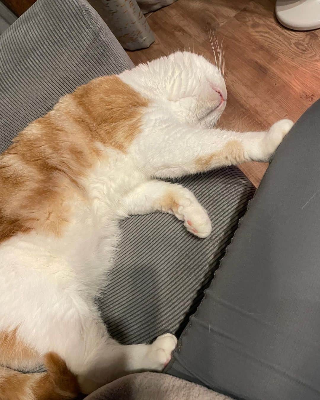 にゃんすくんのインスタグラム：「夢の中でも拒否してるw  #cat #猫 #動物 #happy #funny #american #アメショ #ピクネコ #ペコねこ部 #catlover #instacat #ニャンスタ #にゃんすたぐらむ #pet #animal #面白い #癒し #猫部」