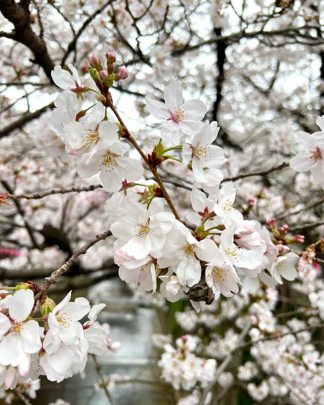 リエさんのインスタグラム写真 - (リエInstagram)「Cherry blossoms are in full bloom in Tokyo, a symbol of renewal, optimism, and the ephemeral nature of life. Only blooming 10 days in a year.   #sakura #hanami #cherryblossoms #nakameguro #transience」3月30日 13時25分 - rhiestudio