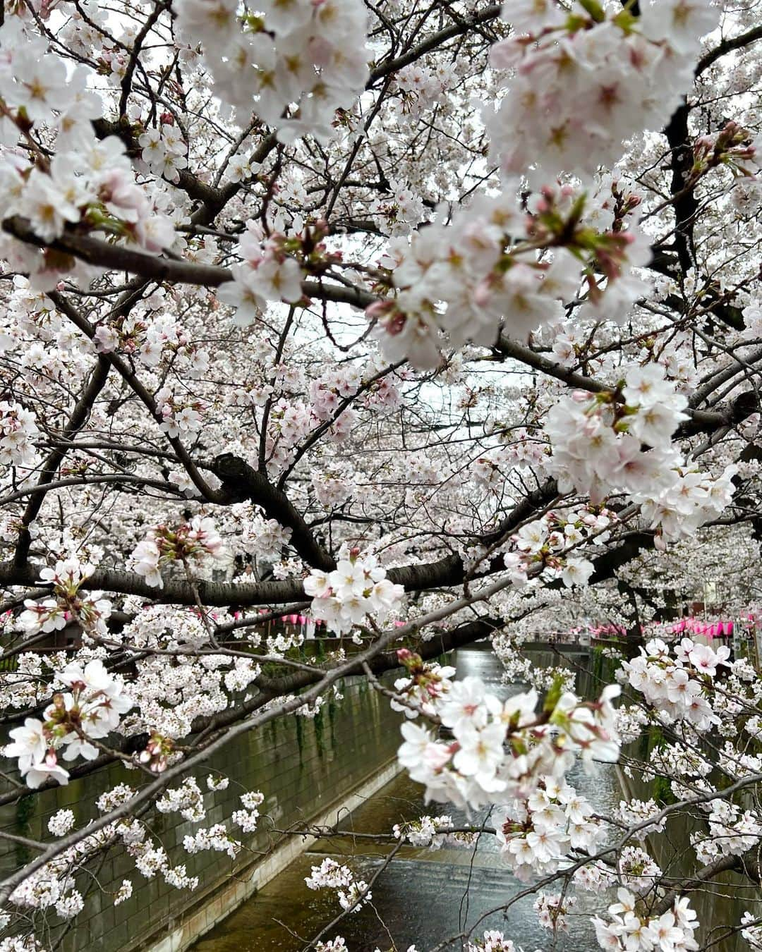 リエさんのインスタグラム写真 - (リエInstagram)「Cherry blossoms are in full bloom in Tokyo, a symbol of renewal, optimism, and the ephemeral nature of life. Only blooming 10 days in a year.   #sakura #hanami #cherryblossoms #nakameguro #transience」3月30日 13時25分 - rhiestudio