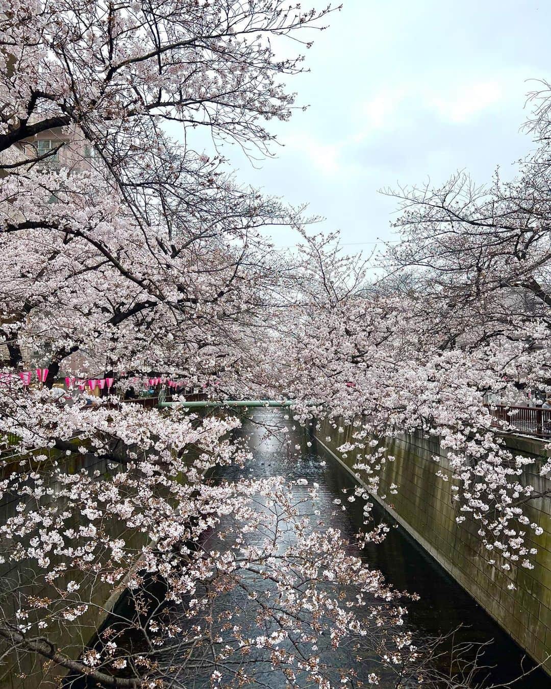 リエさんのインスタグラム写真 - (リエInstagram)「Cherry blossoms are in full bloom in Tokyo, a symbol of renewal, optimism, and the ephemeral nature of life. Only blooming 10 days in a year.   #sakura #hanami #cherryblossoms #nakameguro #transience」3月30日 13時25分 - rhiestudio