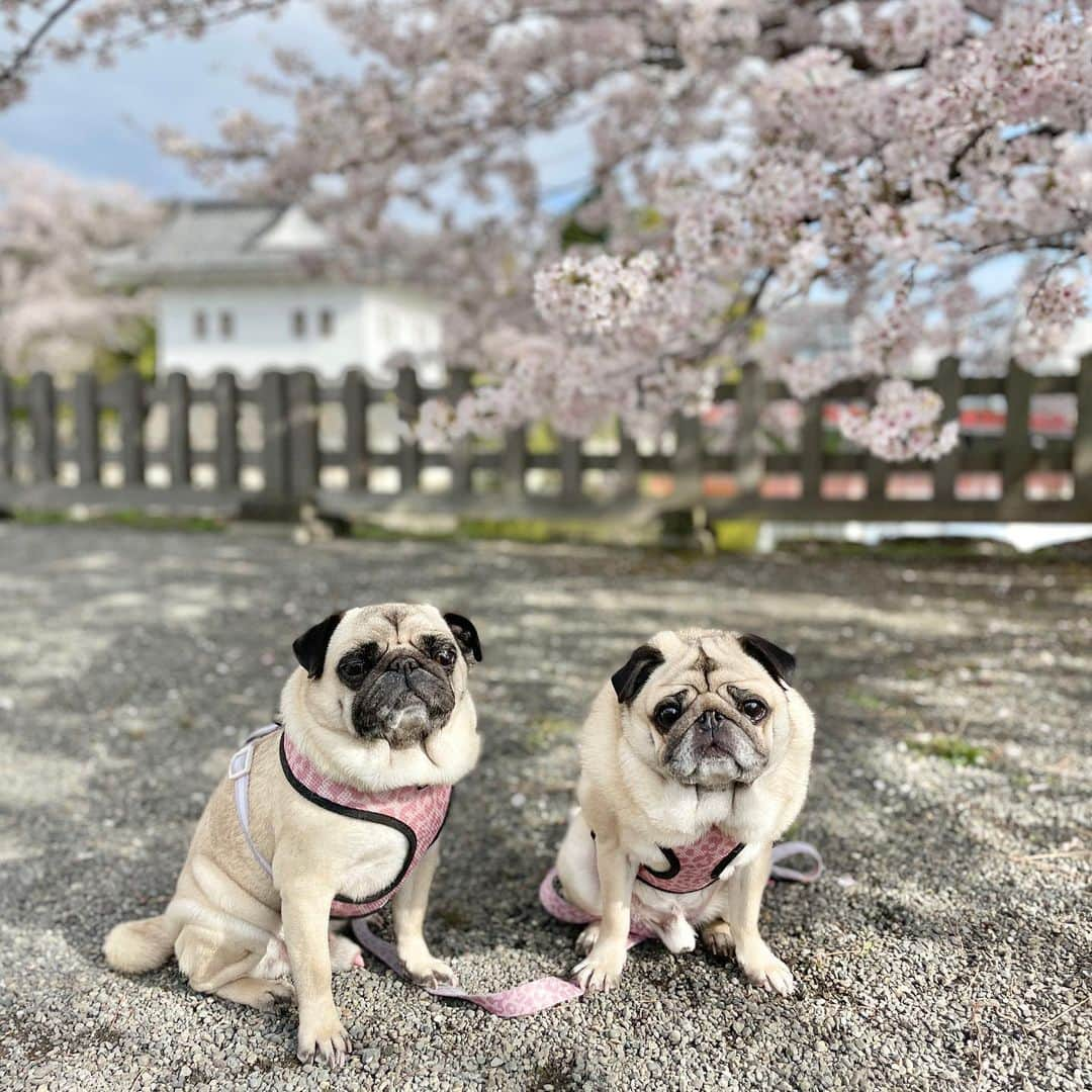 佐藤ルミナさんのインスタグラム写真 - (佐藤ルミナInstagram)「小田原は桜が見頃🌸 ROOTS道中のお堀の桜も綺麗ですよ！ @shooto_gym_roots 春の入会キャンペーン実施中！#桜 #小田原 #かまぼこ通り #rootsgym‬⁩ #パグ #pug #chuckとharry」3月30日 13時35分 - ruminasato